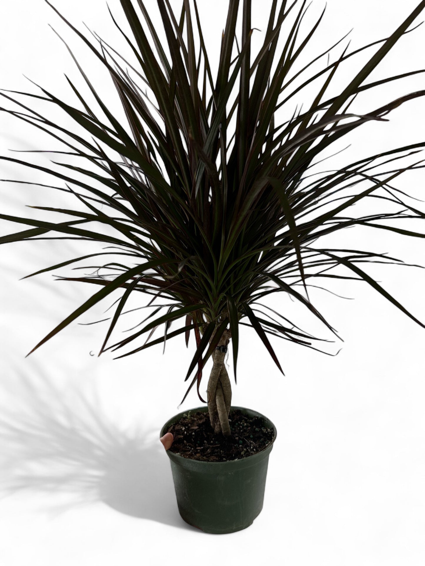 6" Dracaena Marginata Braids