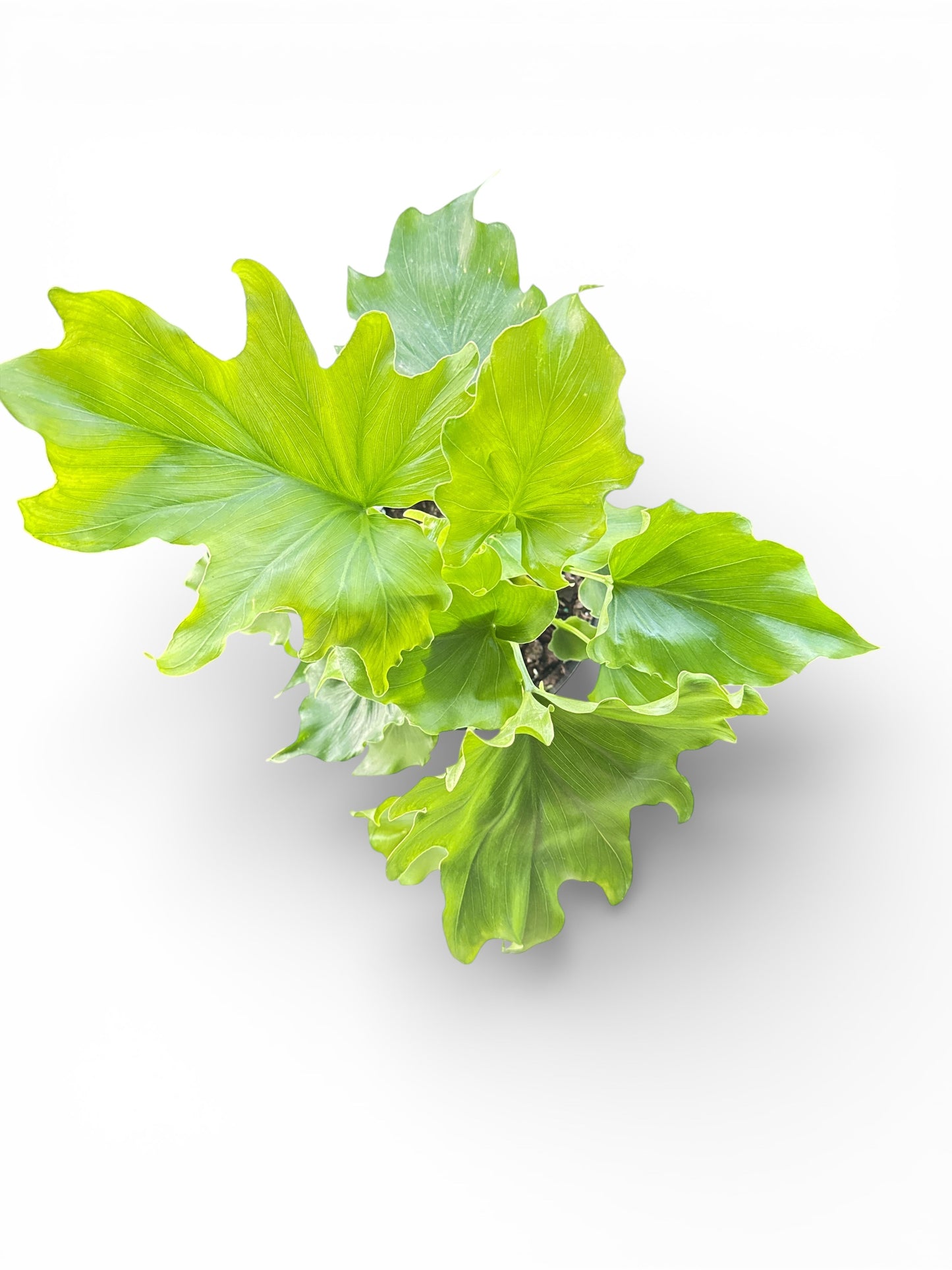 6" Philodendron Lickety Split