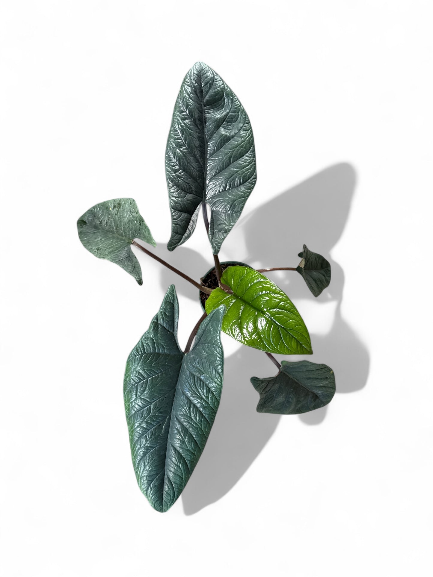 4” Alocasia Scalprum