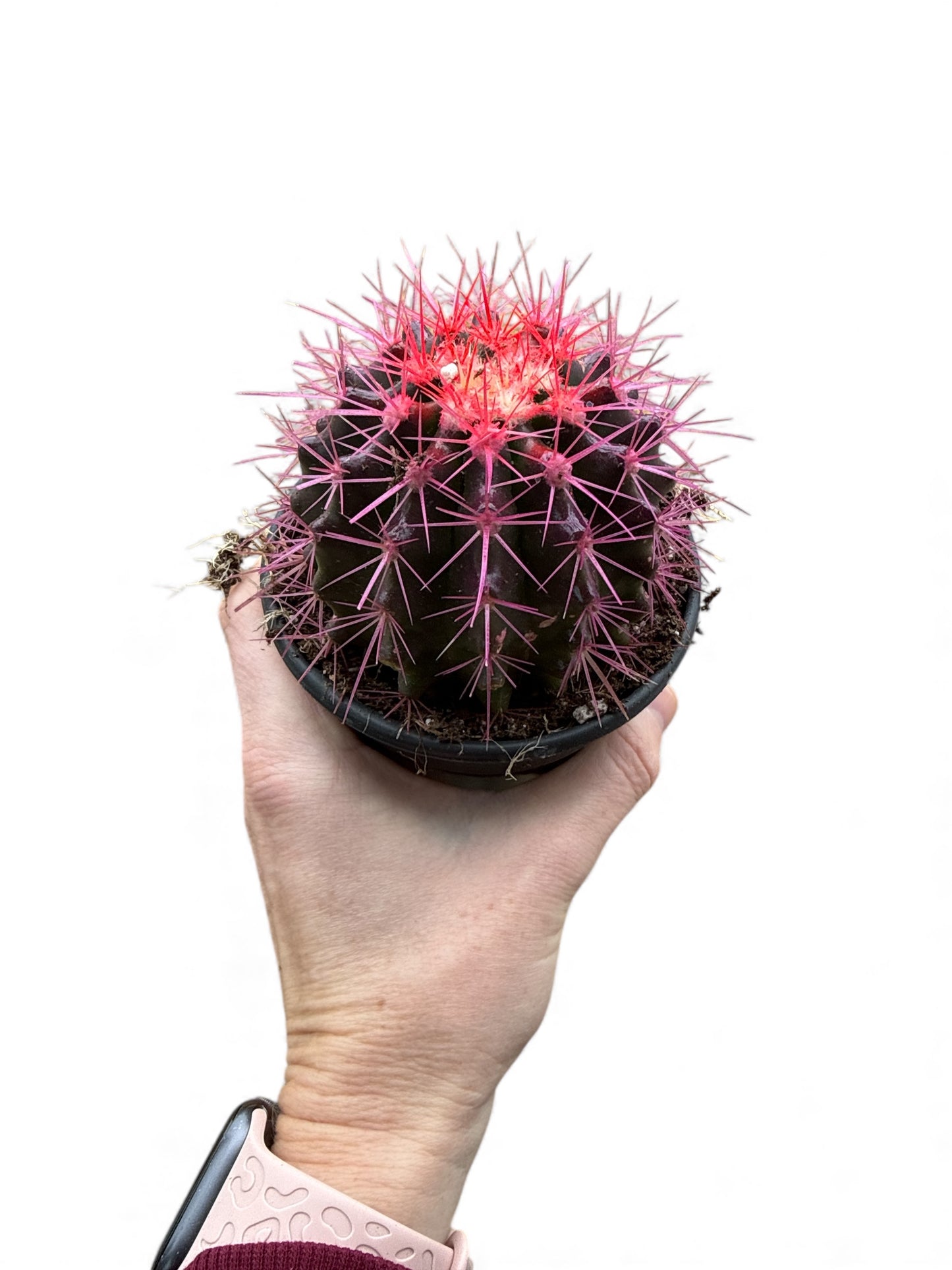 4” Cactus Echinocactus Grusonii Rainbow