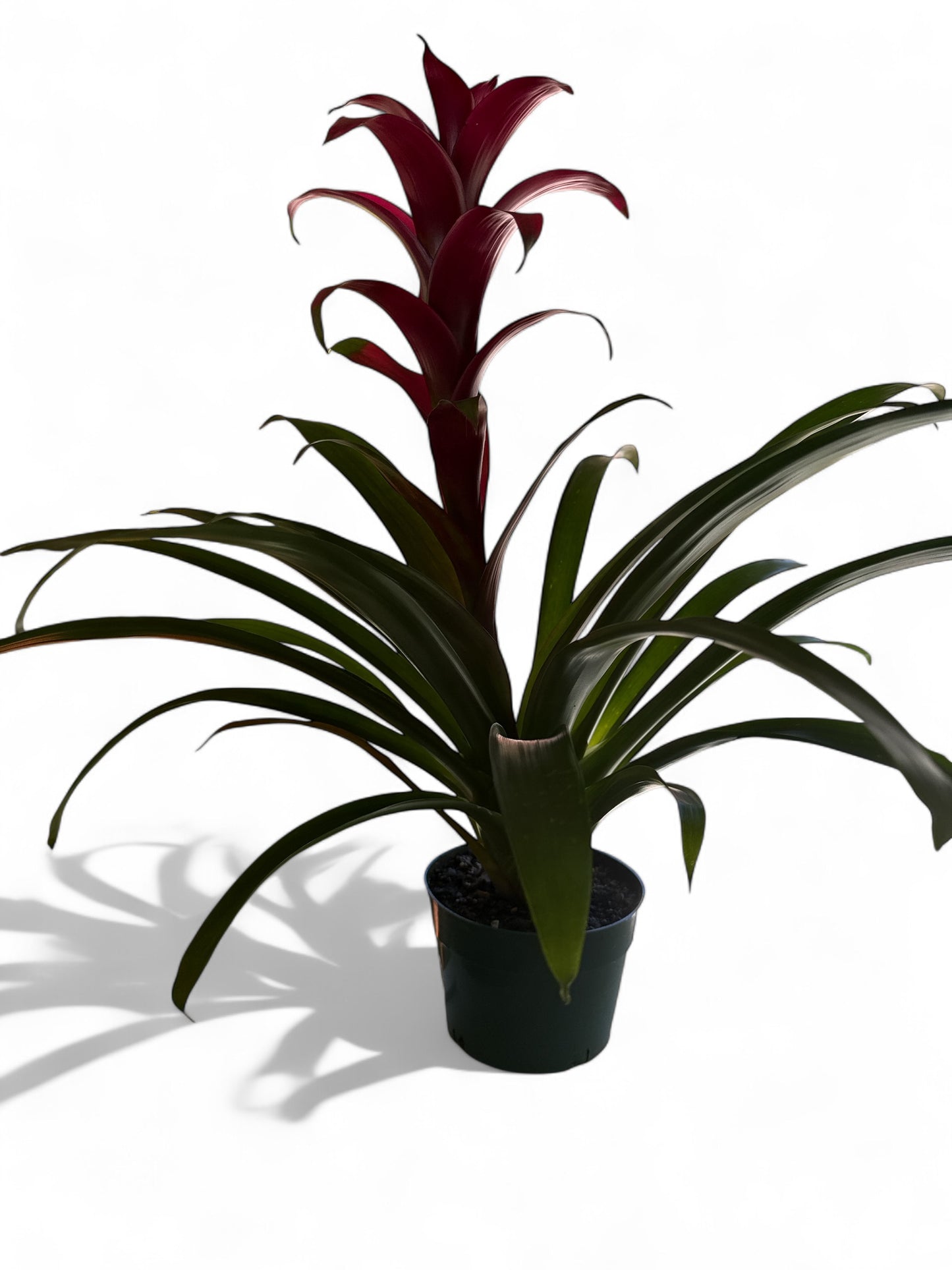 6” Bromeliad Guzmaniia