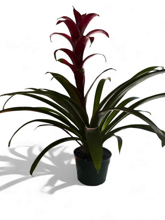 6” Bromeliad Guzmaniia