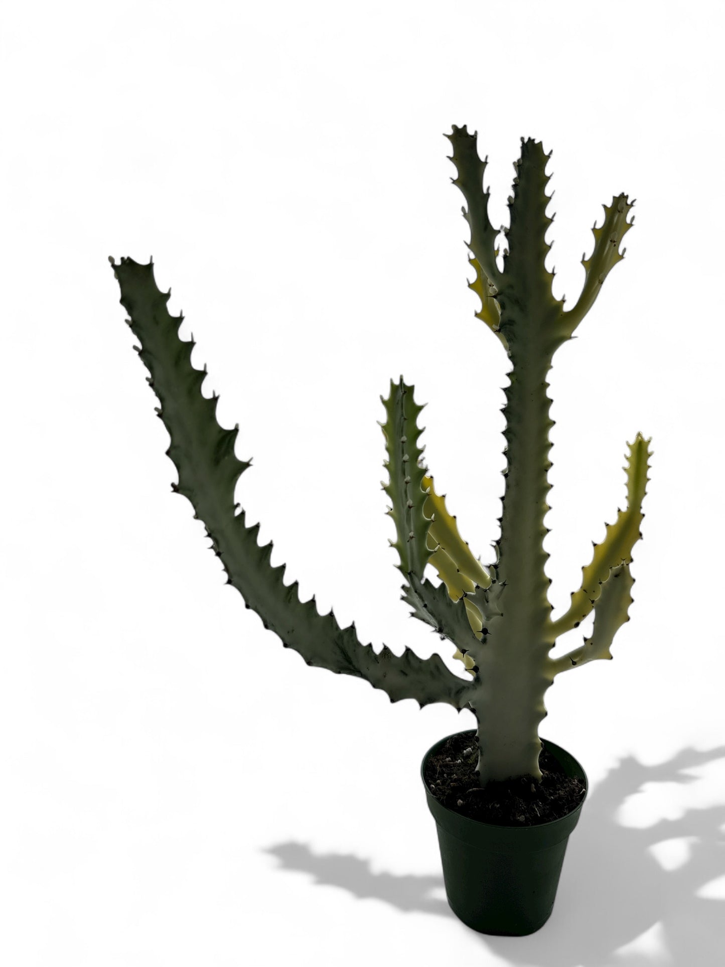 4” Succulent Euphorbia Ghost