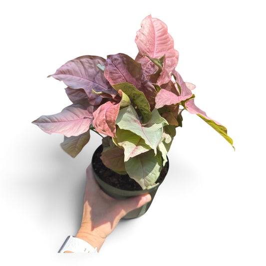 6" Nephthytis Butterfly Pink