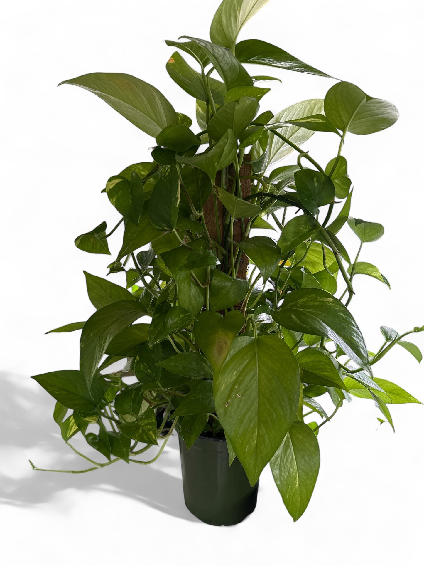 6" Pothos Pole