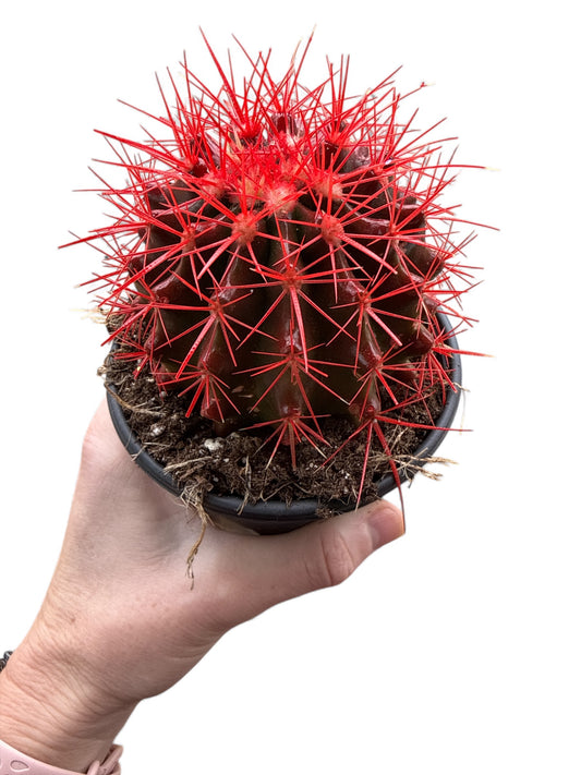 4” Cactus Echinocactus Grusonii Rainbow