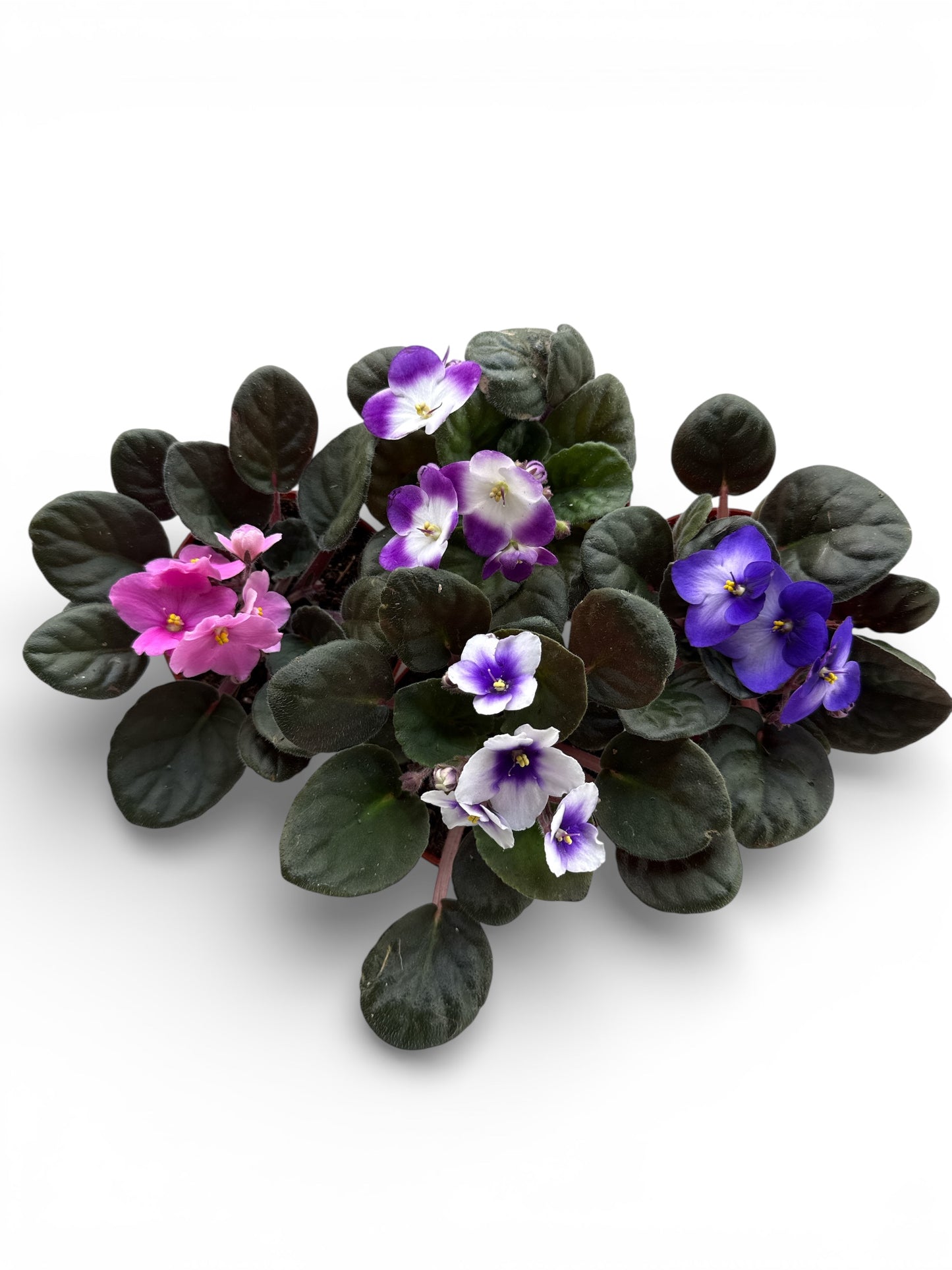 4" African Violets