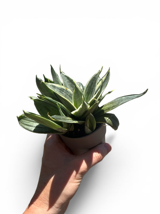 3” Sansevieria Birdnest in Decorative Pot