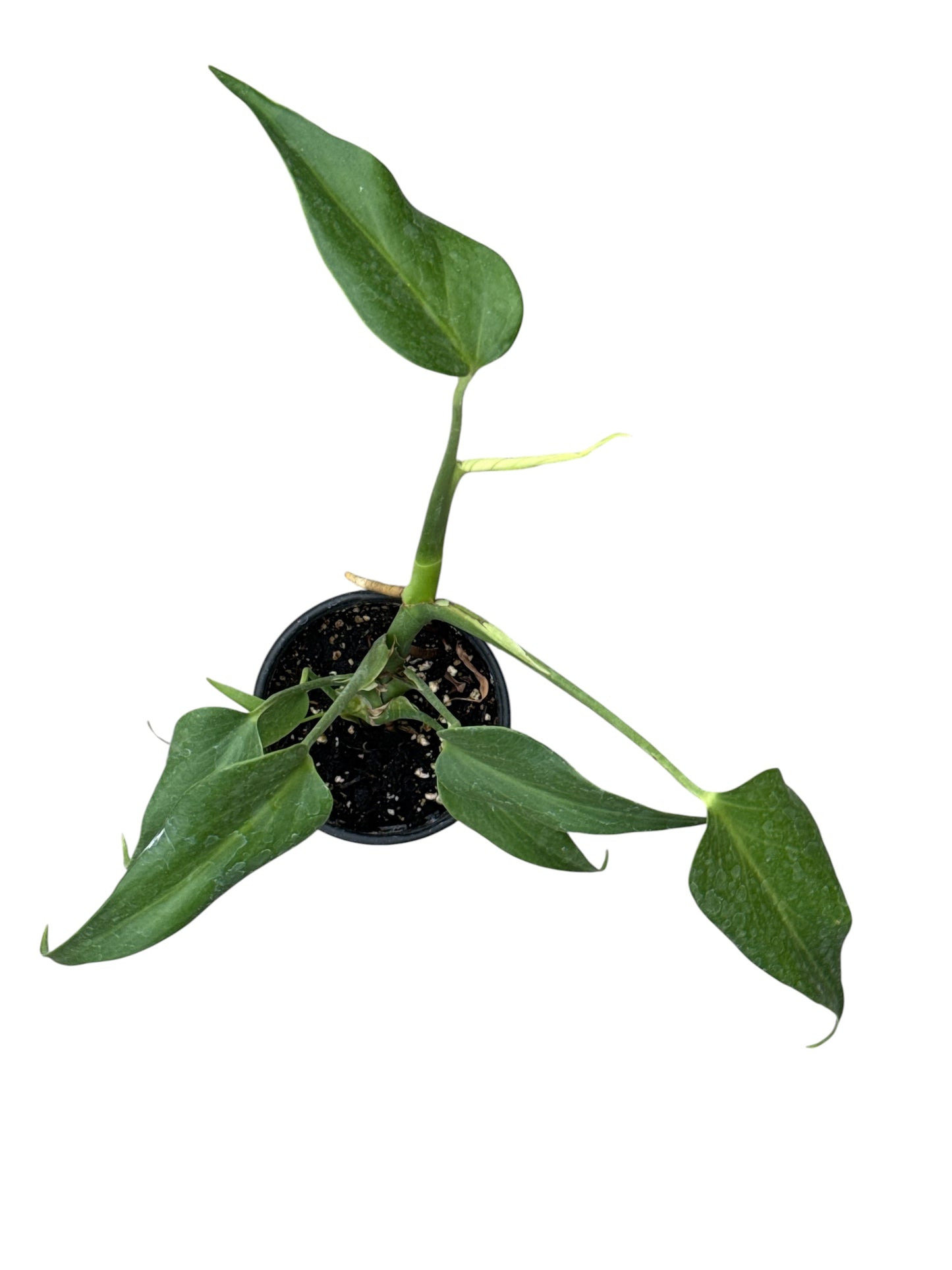 4" Philodendron Burle Marx Flame