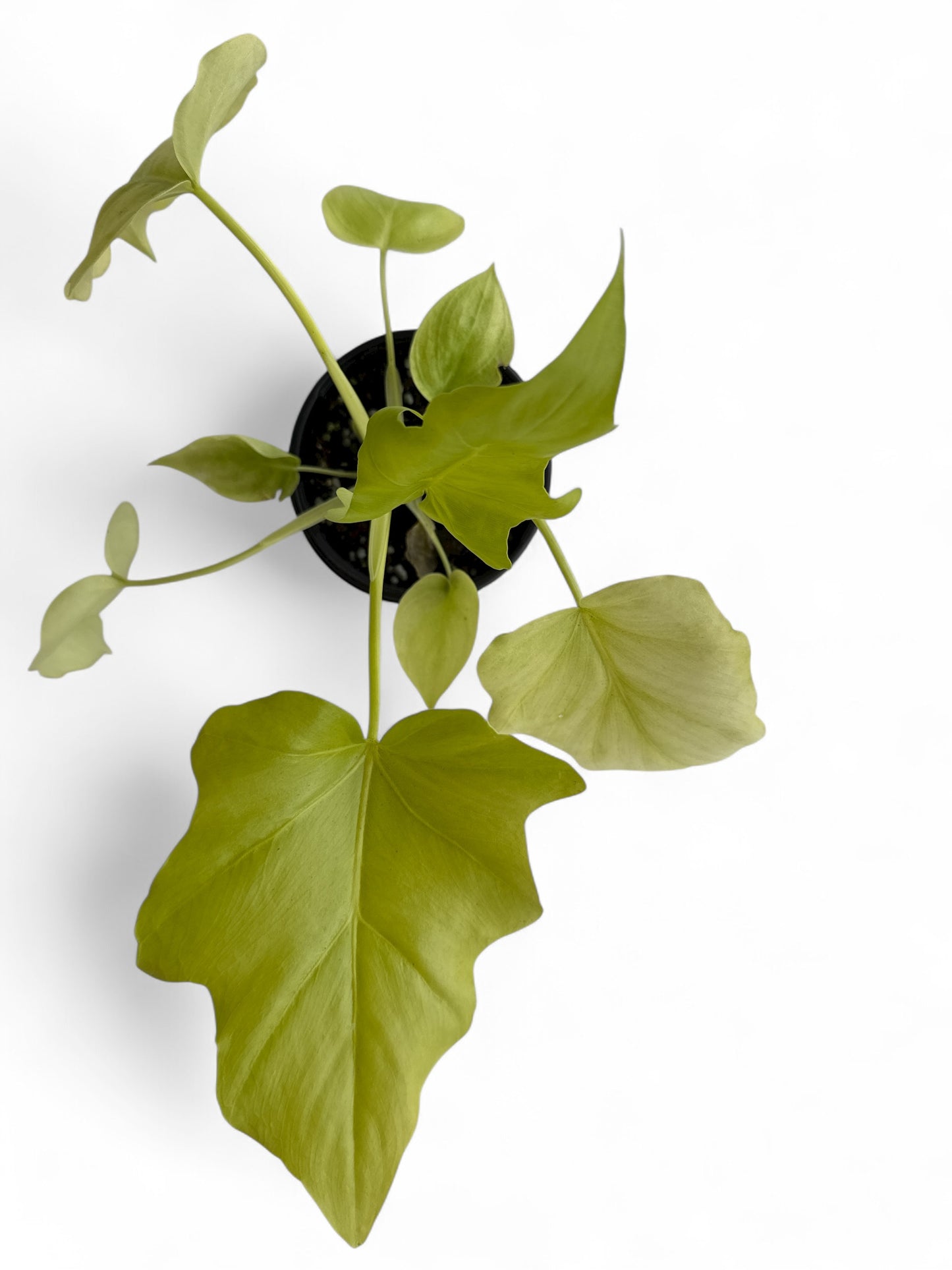 4” Philodendron Warszewiczii