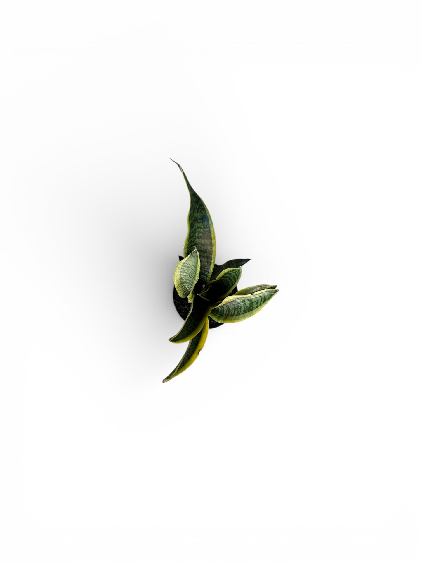4" Sansevieria Laurentii