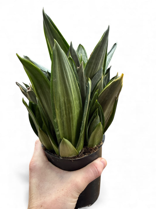 5” Sansevieria Birdnest Silver Frost