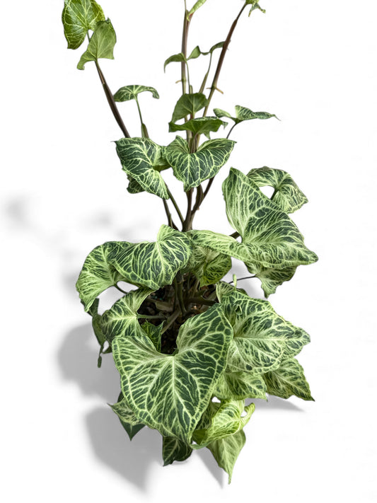 6” Syngonium Batik