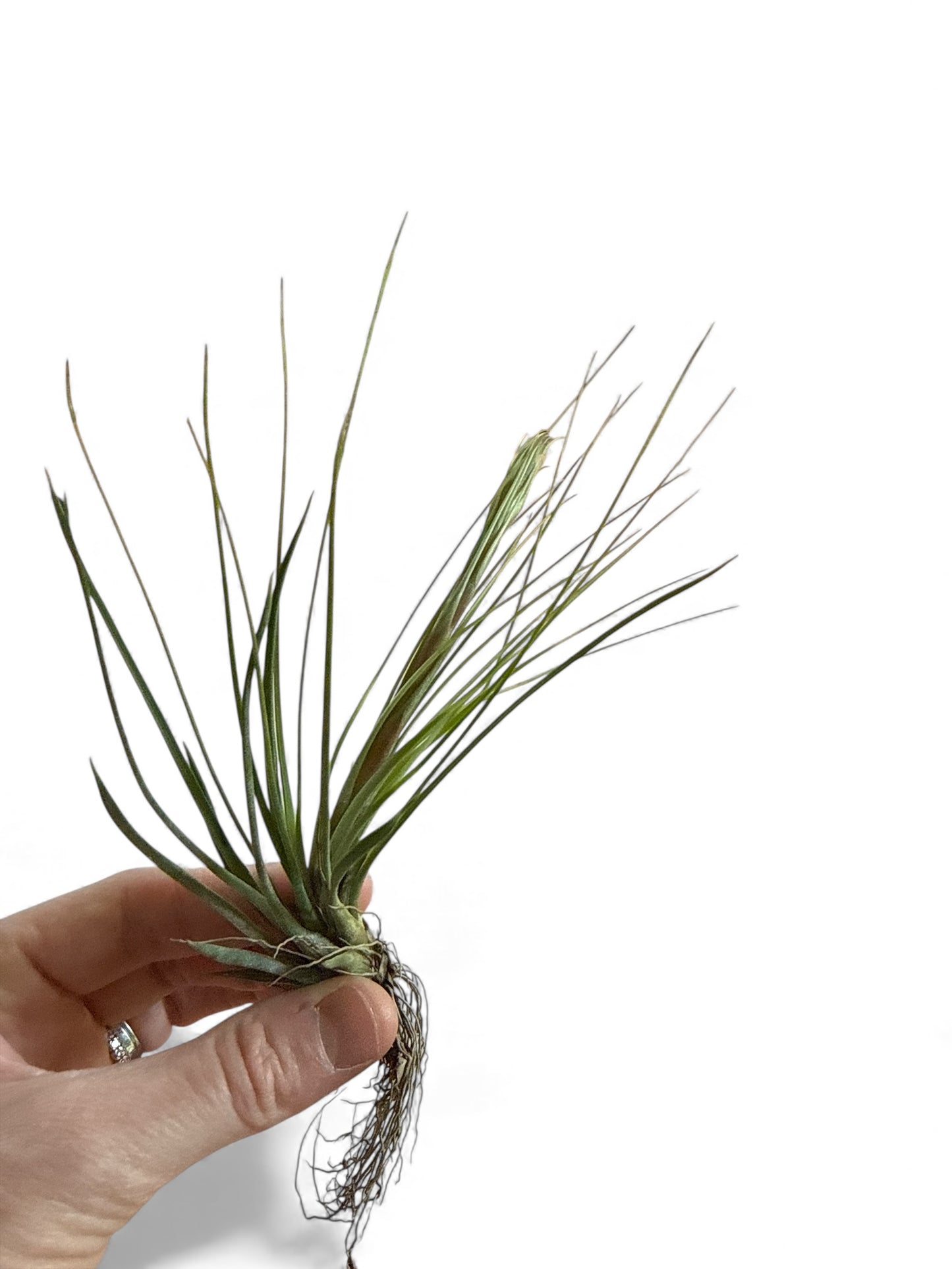 TILLANDSIA JUNCIFOLIA