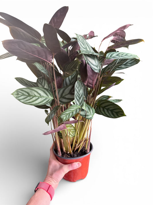 6" Calathea Setosa