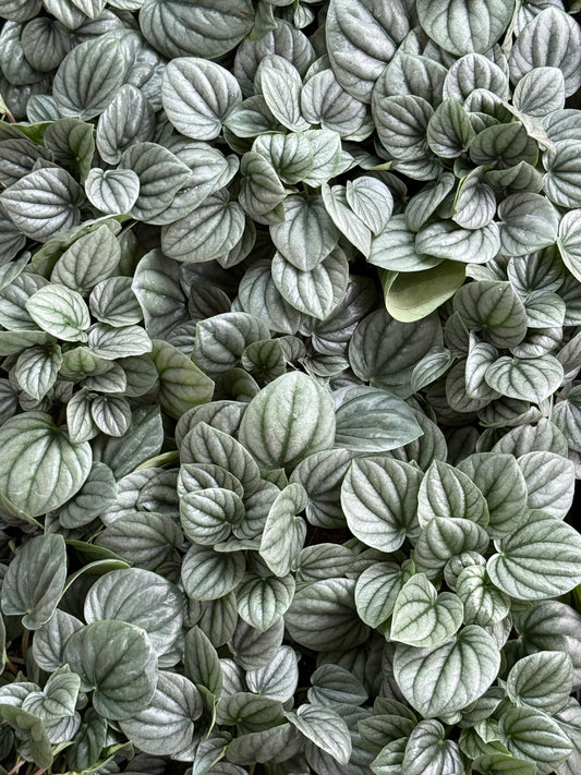 4” Peperomia Frost