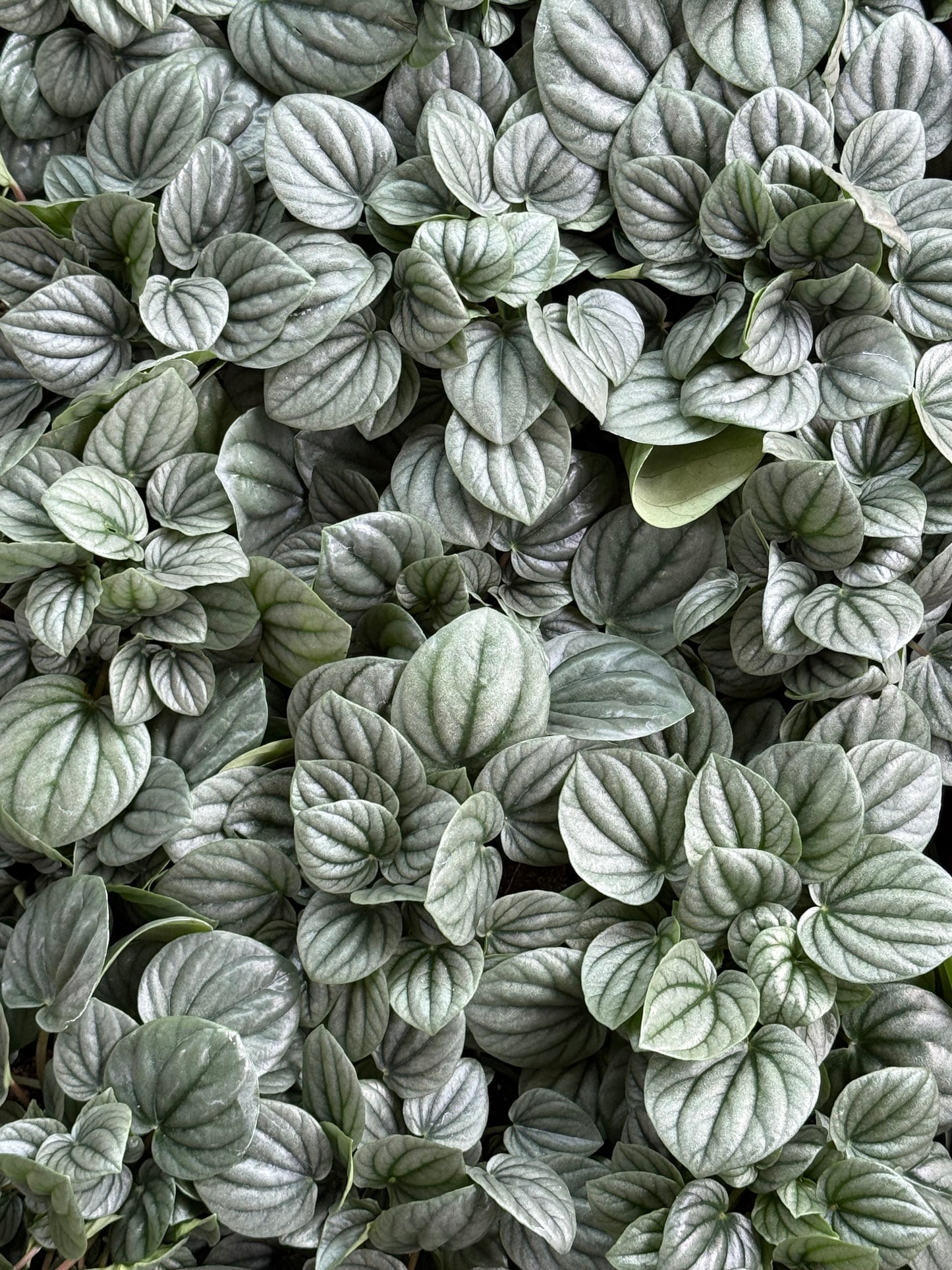 4” Peperomia Frost