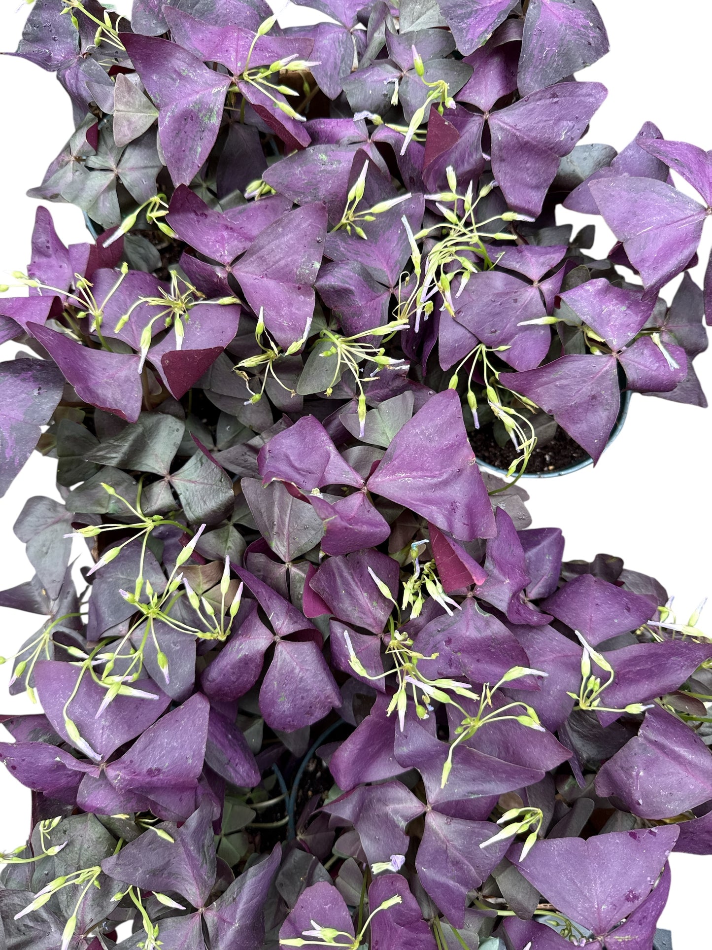 4” Purple Oxalis Shamrock