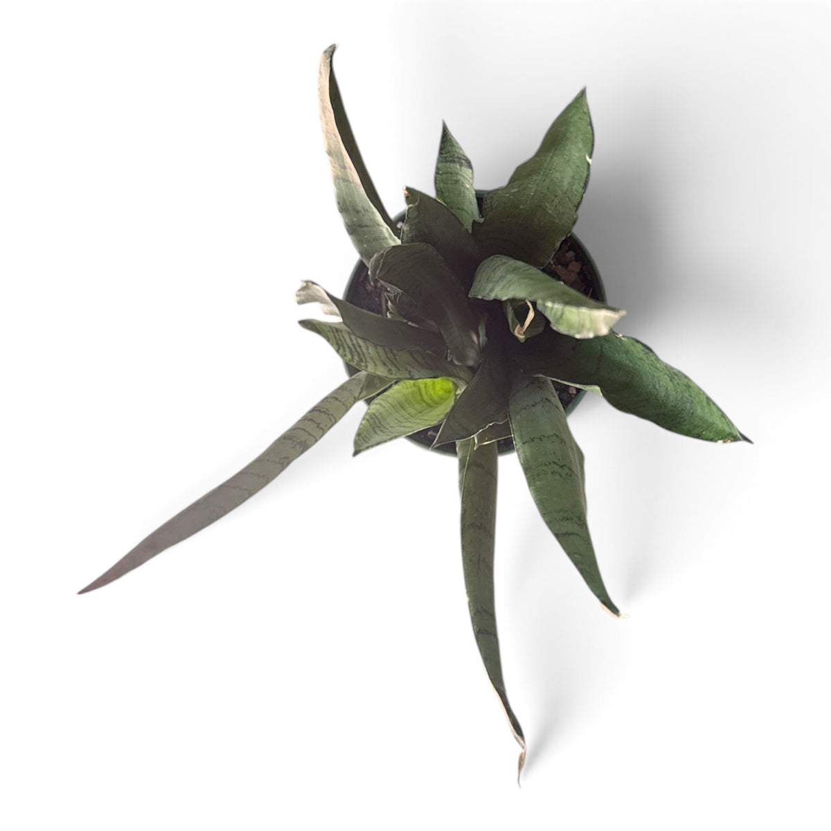6" Sansevieria Spearmint