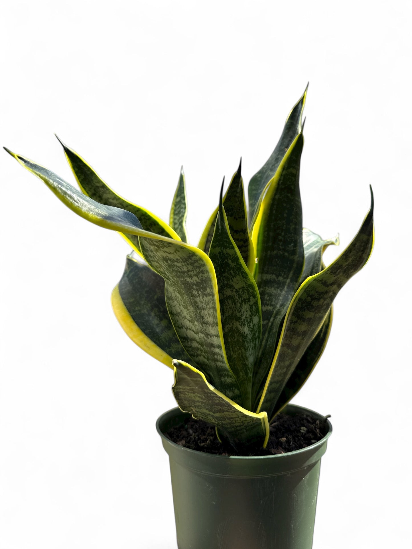 6" Sansevieria Superba