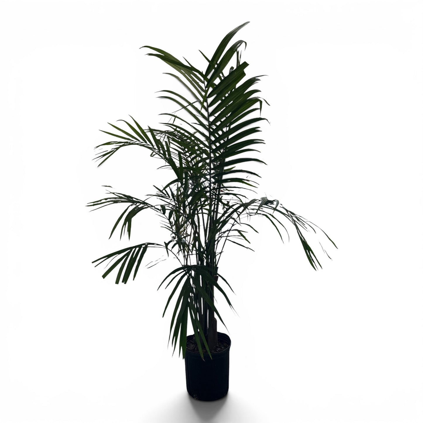 10” Palm Majesty