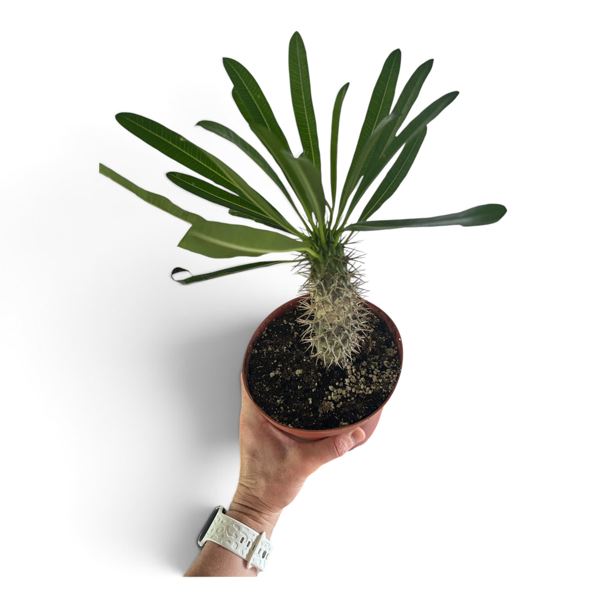 6" Cactus Assorted
