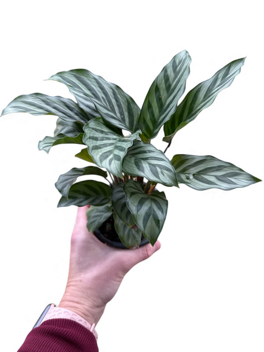 4” Calathea Concinna
