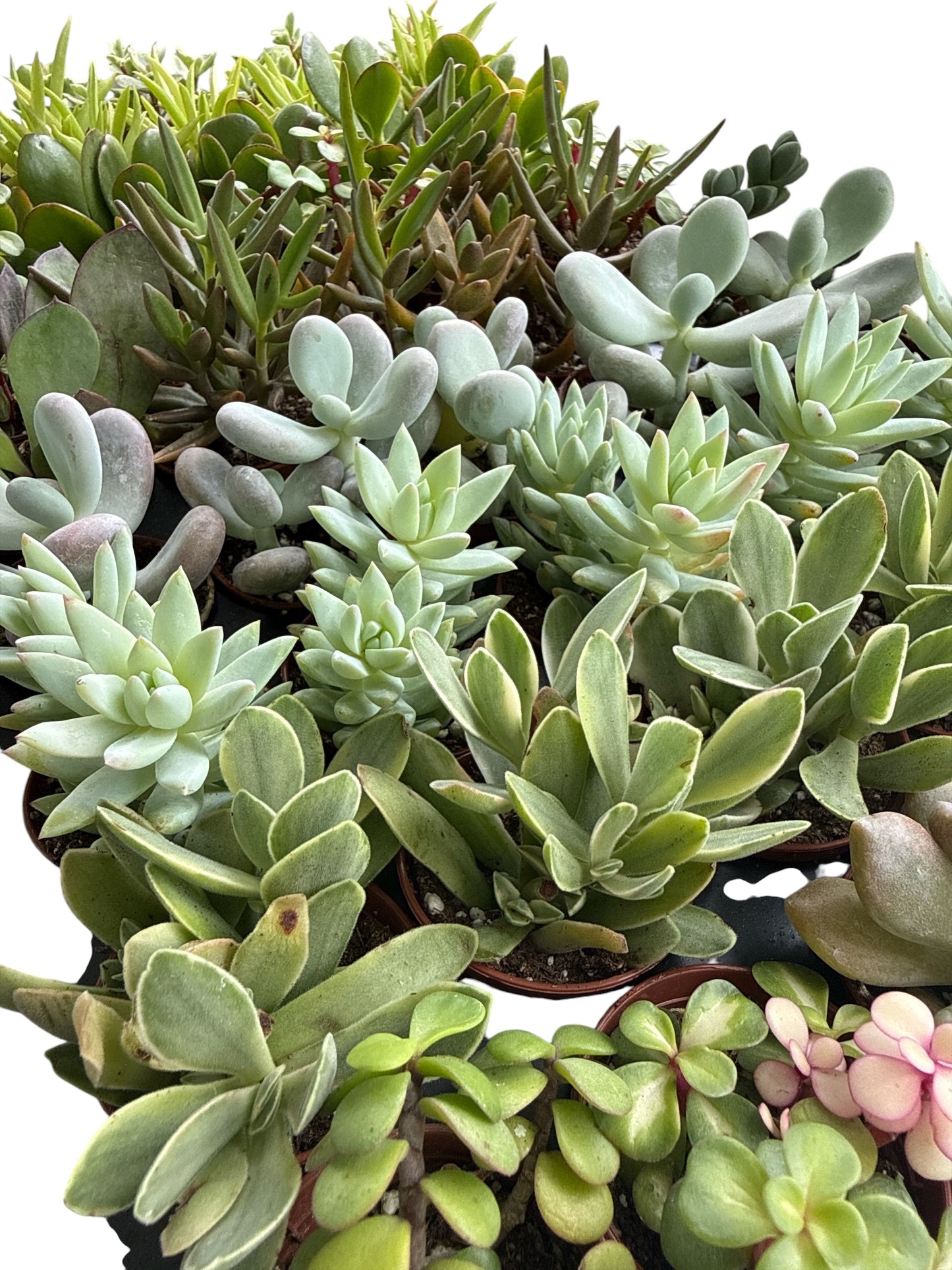 2" Succulent Senecio Kalanchoe