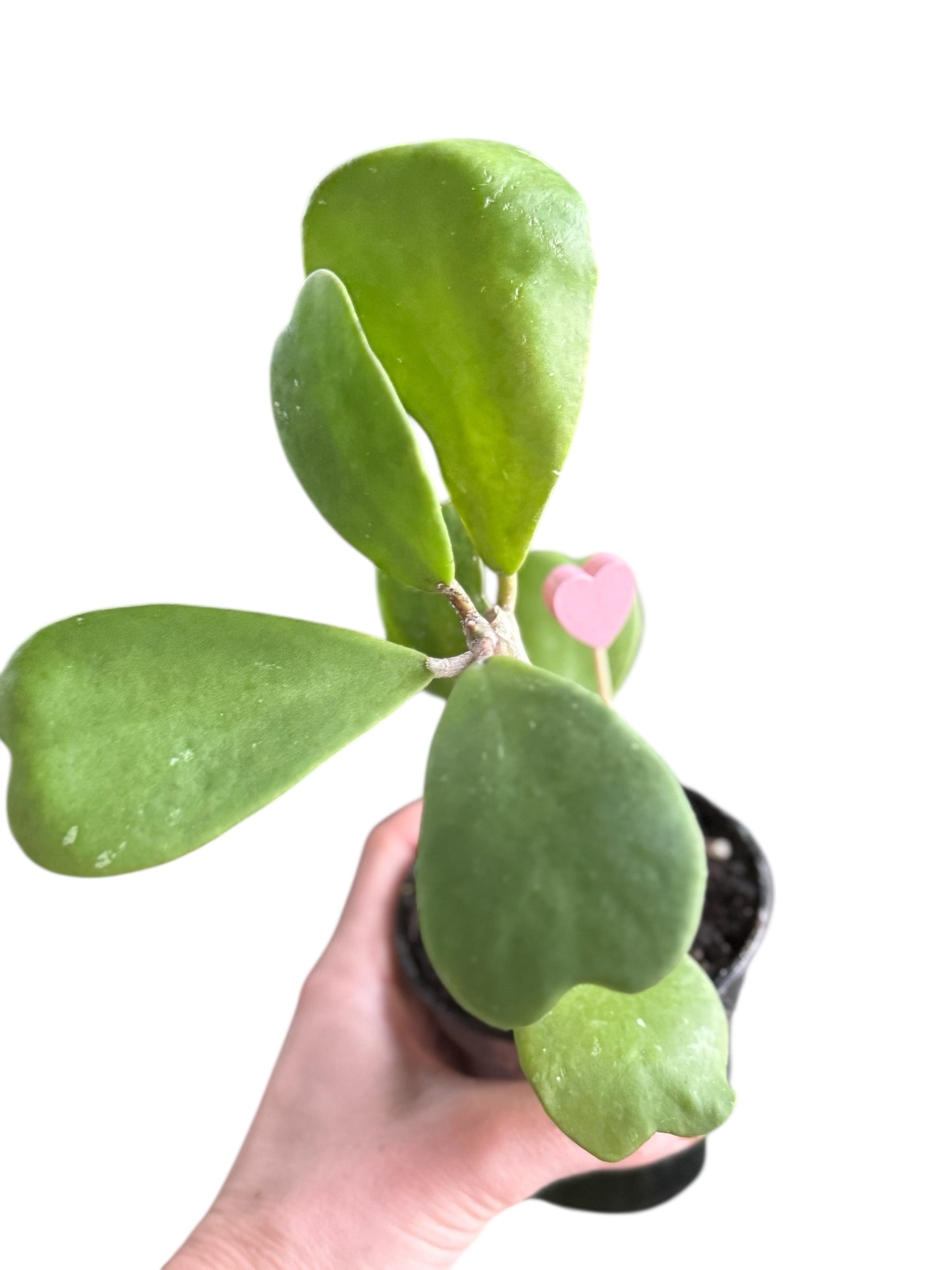 4” Hoya Kerri Heart Trailing