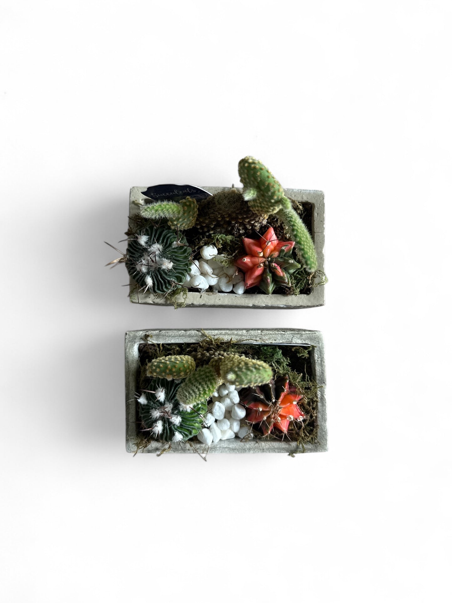 Cactus Garden in Breeze