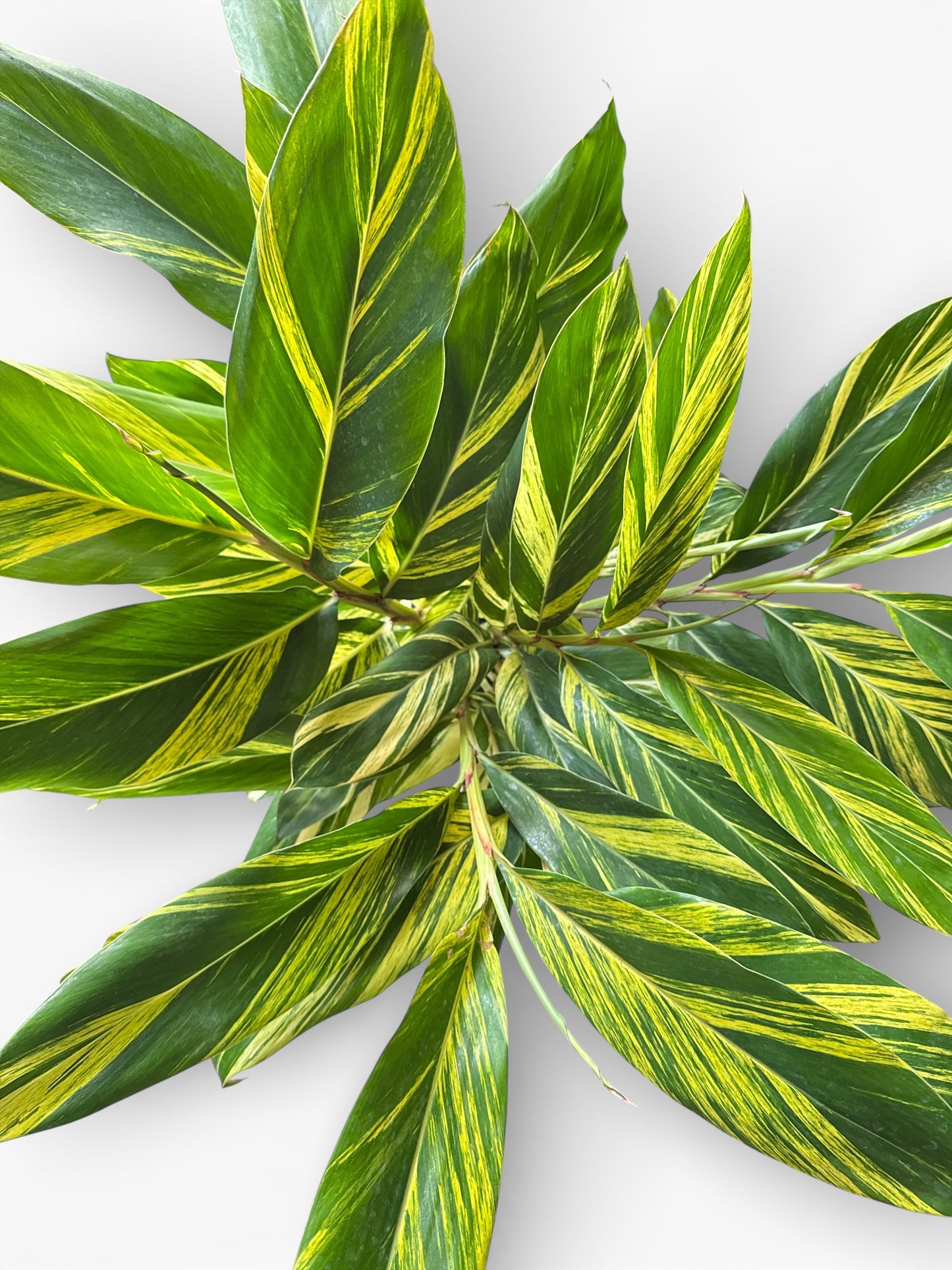 10" Ginger Variegated