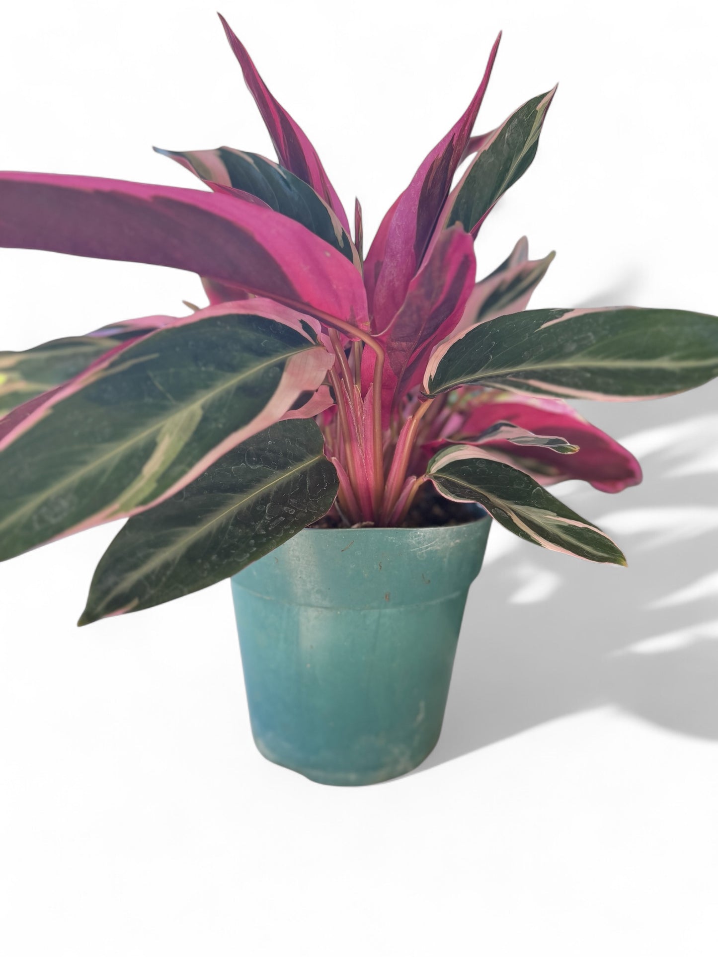 6" Stromanthe Triostar