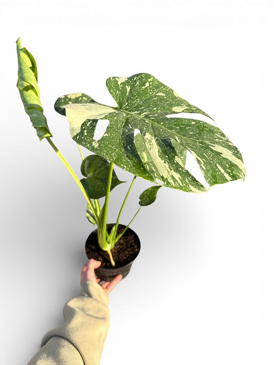 6" Monstera Thai Constellation