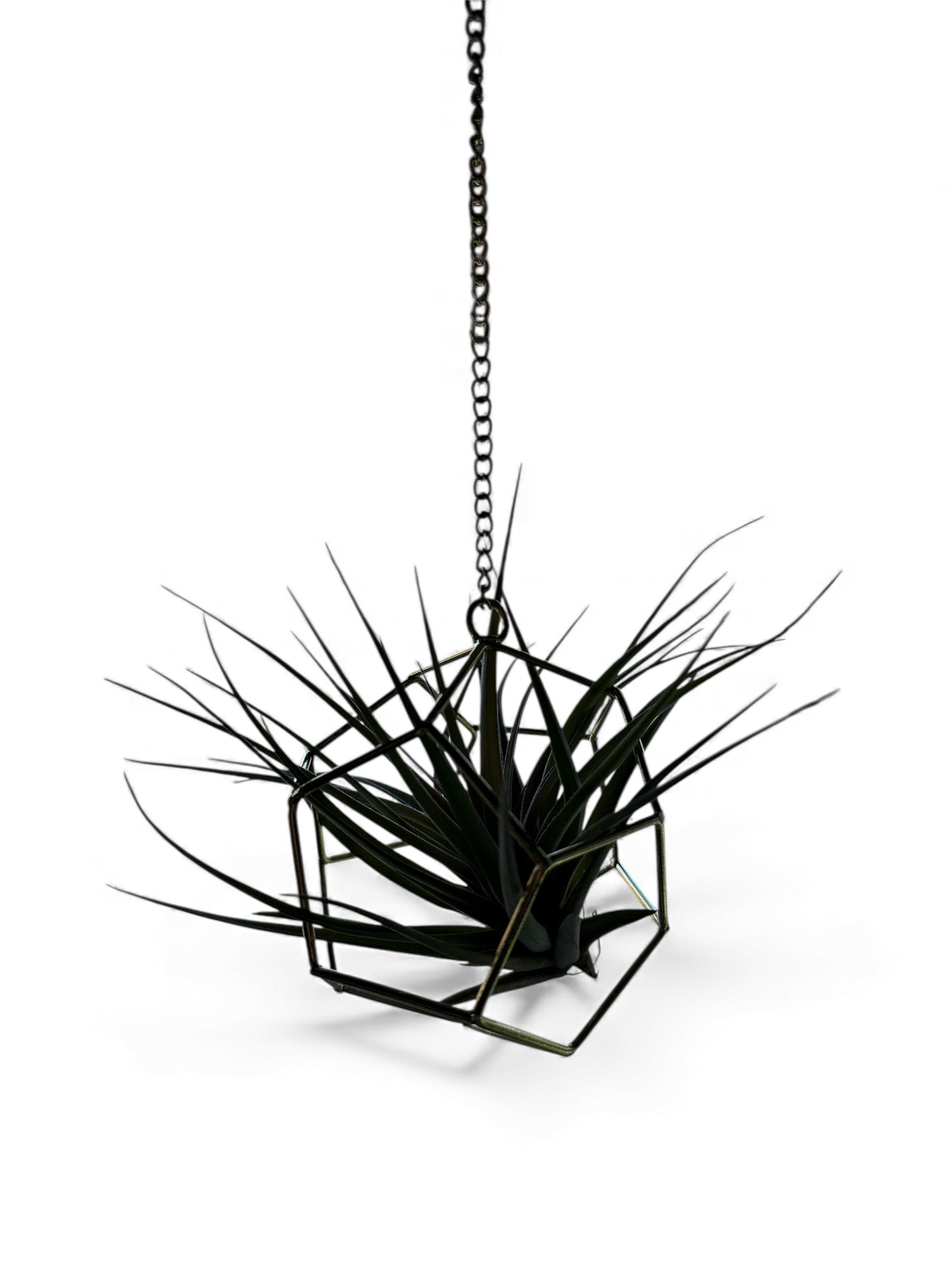 Air Plant & Hanging Holder