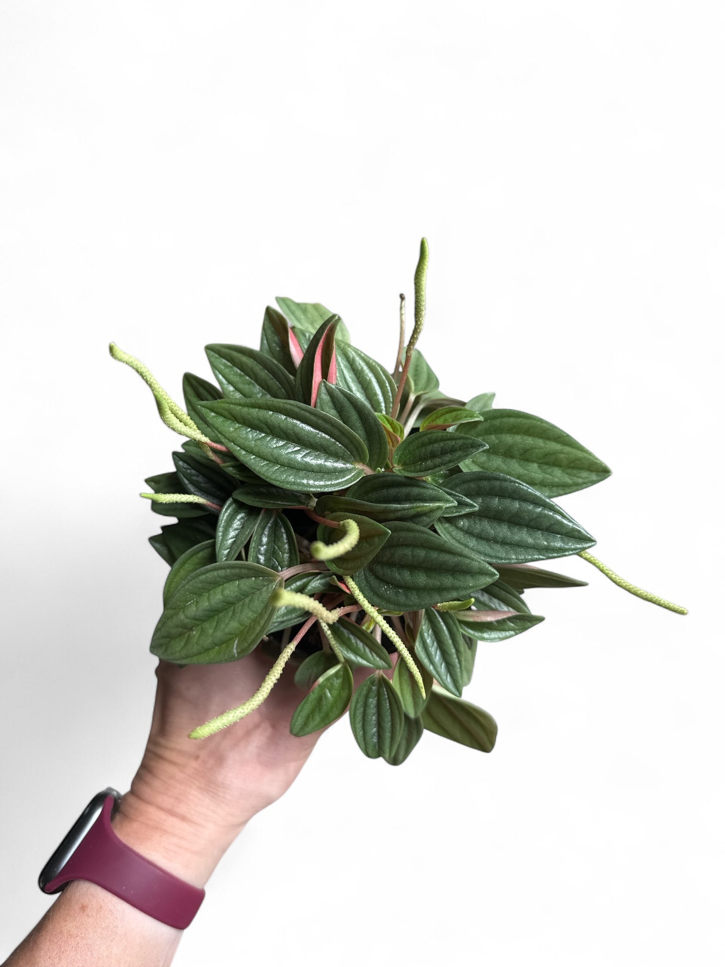 4” Peperomia Rosso