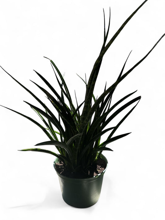 6” Sansevieria Fernwood