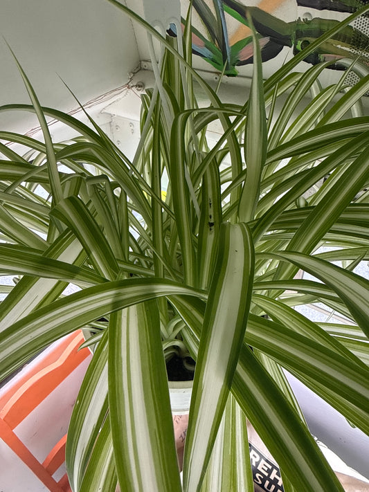 8" Spider Plant - Vittatum (HB)