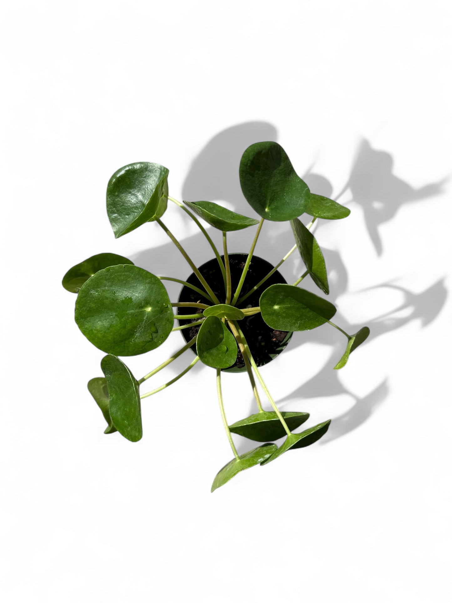 4” Pilea Peperomiodes