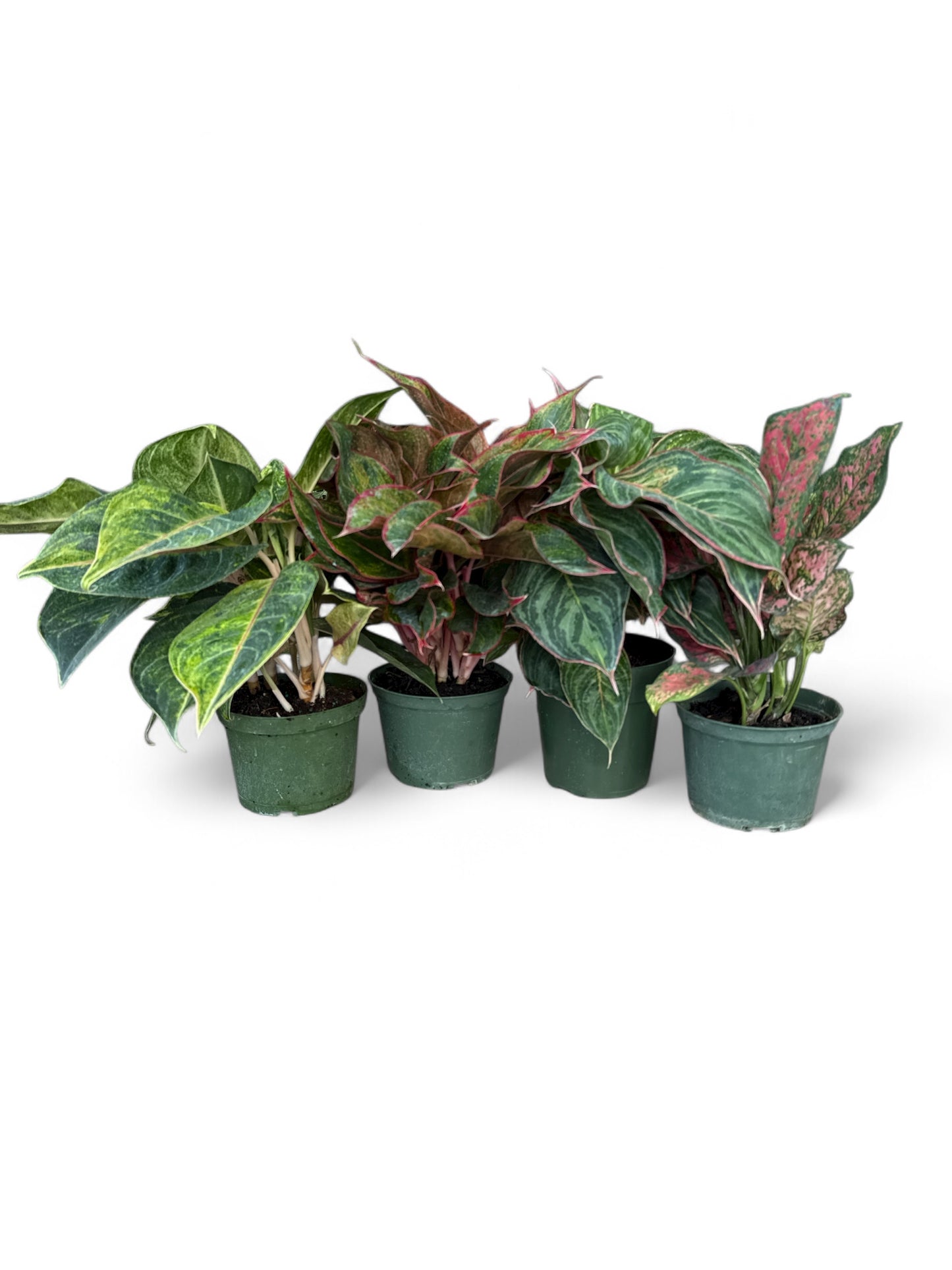 6" Aglaonema Assorted Reds