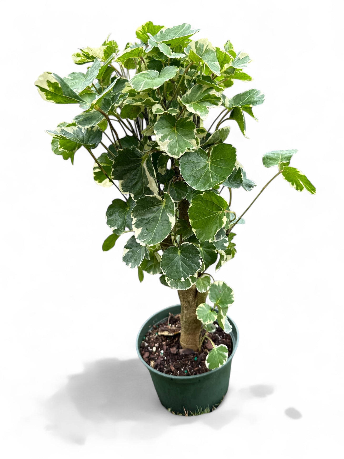 6" Aralia Balfour Stump