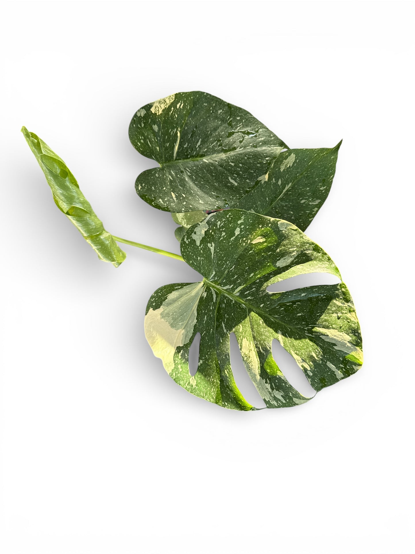 6" Monstera Thai Constellation