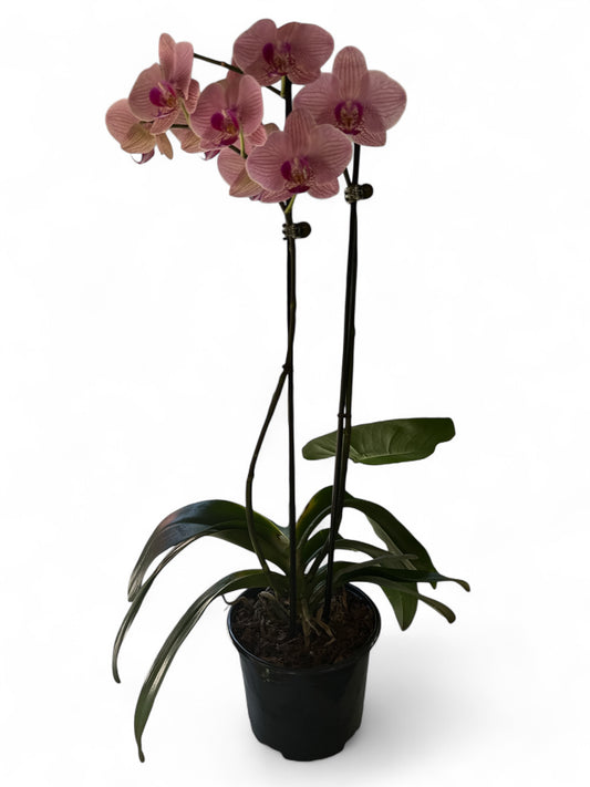 6” Orchid