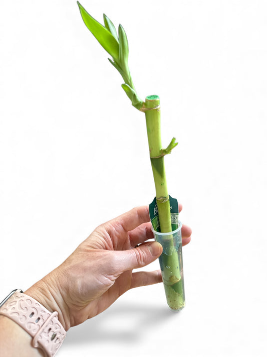 Lucky Bamboo Sticks