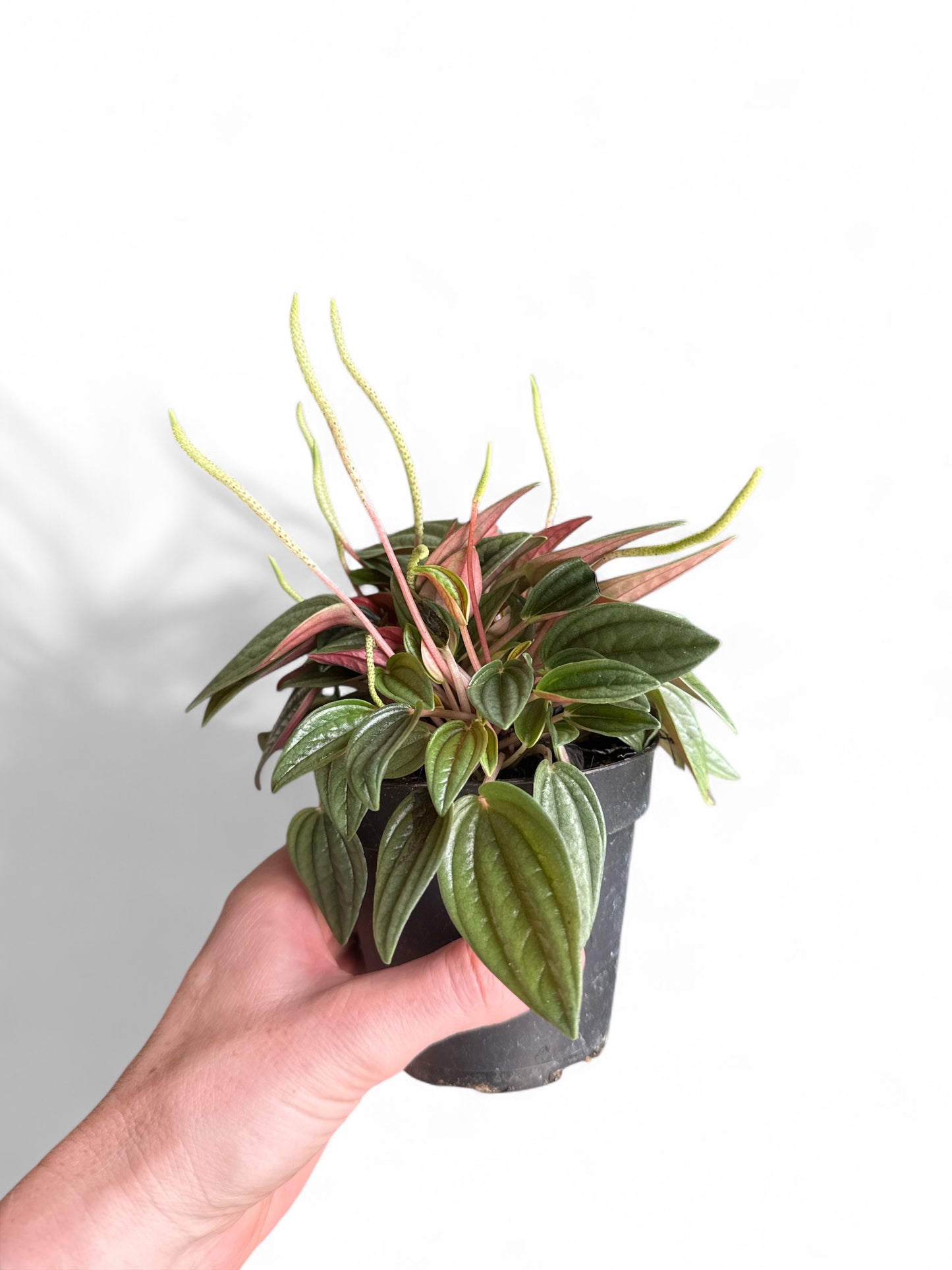 4” Peperomia Rosso