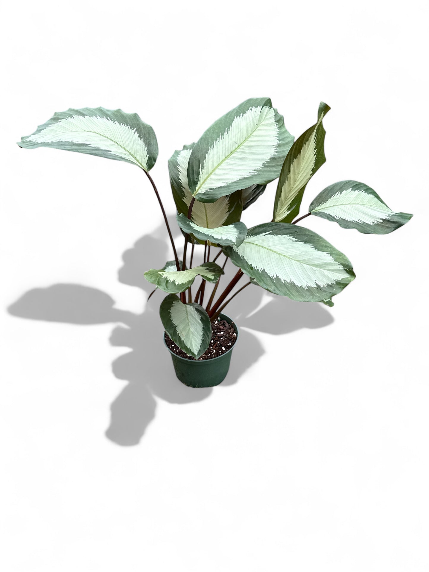 6” Calathea Royal Standard