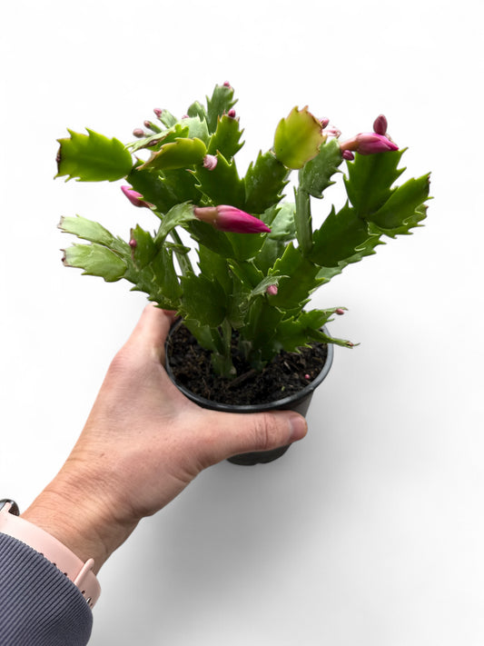 4” Christmas Cactus