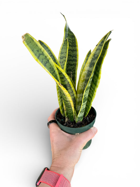 4" Sansevieria Laurentii