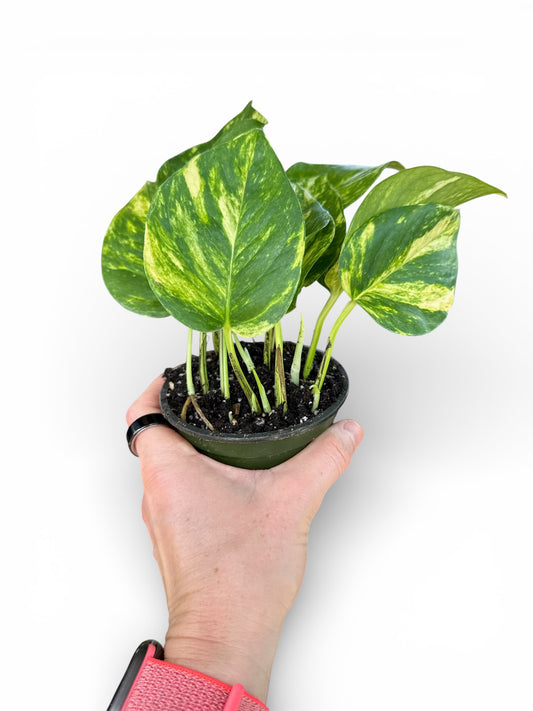 4" Pothos Hawaiian