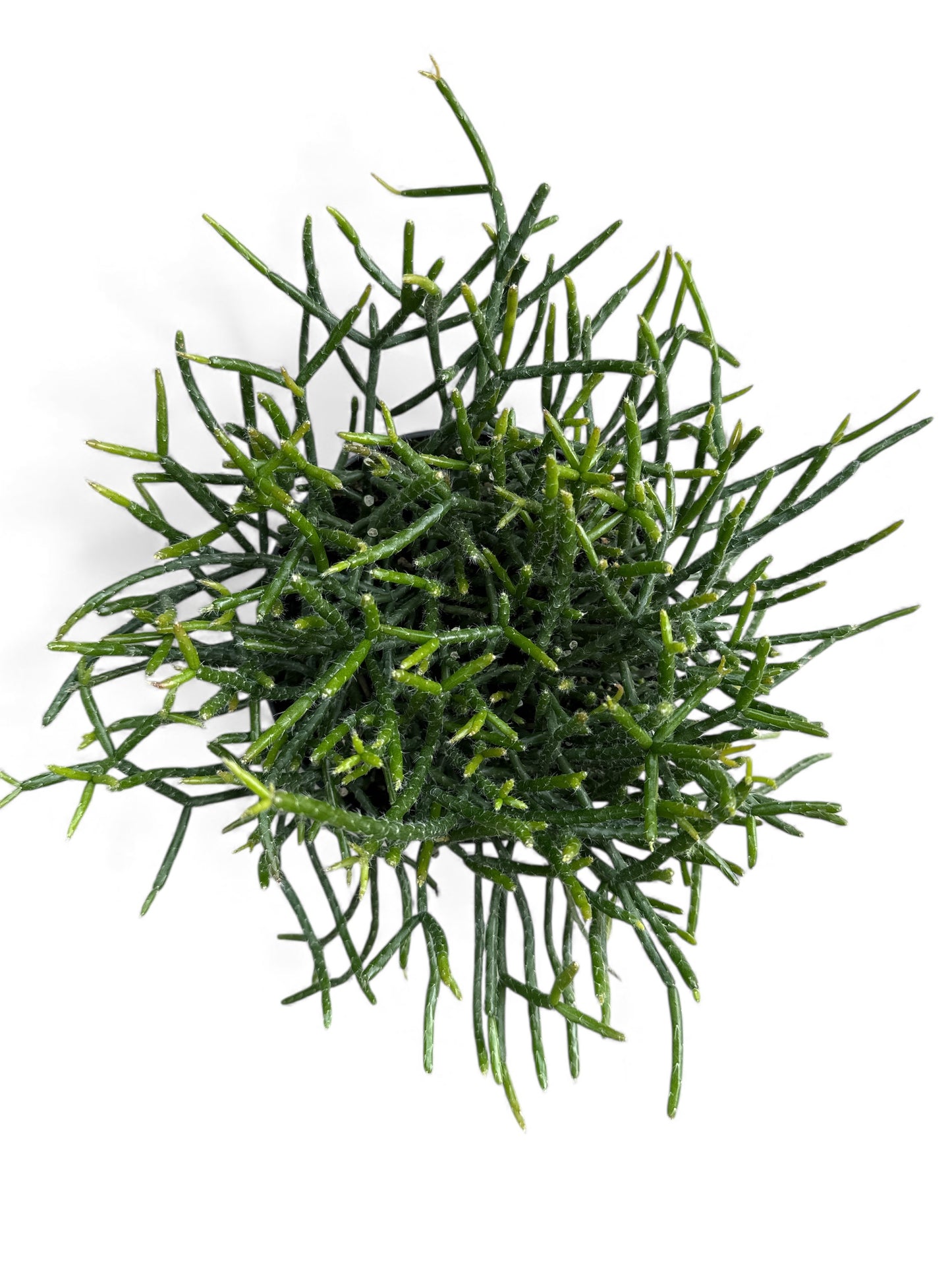 6” Cactus Mistletoe