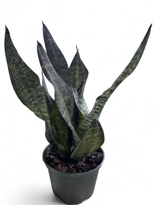 6" Sansevieria Robusta